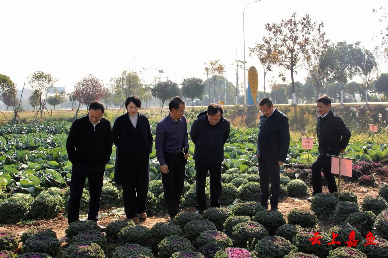 嘉魚(yú)縣人民政府門戶網(wǎng)站與赤壁企業(yè)網(wǎng)站建設(shè) 數(shù)字化轉(zhuǎn)型中的雙輪驅(qū)動(dòng)